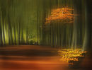 Beechwood